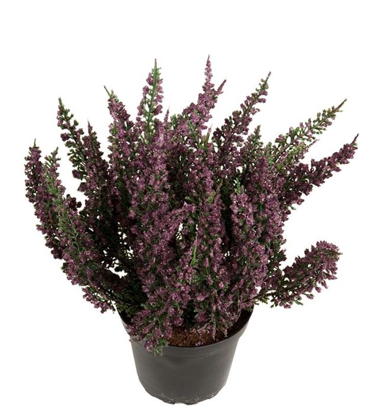 Lyng i potte Lilla H 28 cm