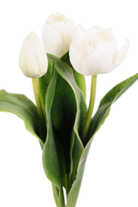 Tulipan Hvite H 36 cm