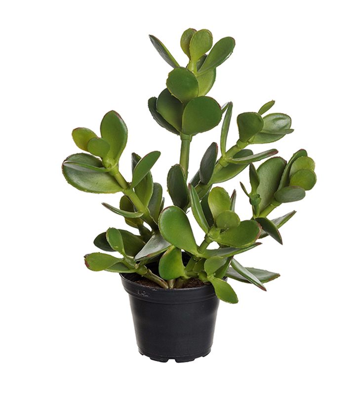 crassula i potte H 23 cm