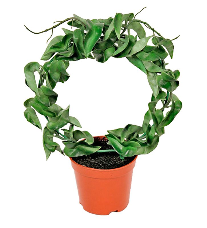 Hoya i potte H 20 cm