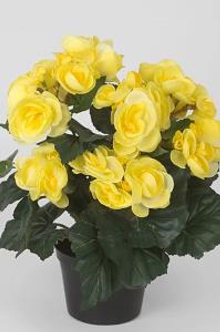 Hovedbilde Begonia gul i potte
