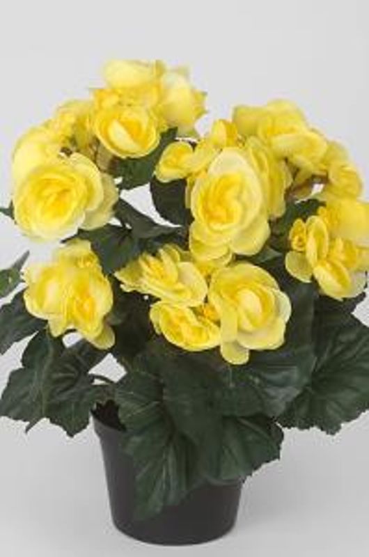 Begonia gul i potte