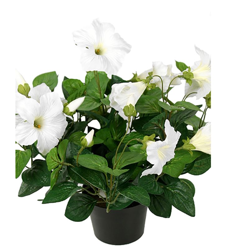Petunia Hvit i potte 11x30 cm