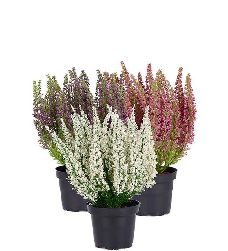 Lyng i potte Hvit H 28 cm