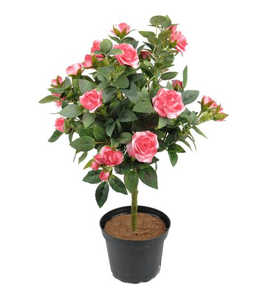 Rose i potte Rosa H 45 cm