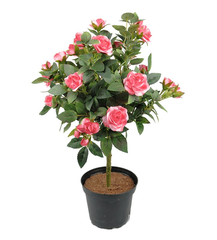 Rose i potte Rosa H 45 cm