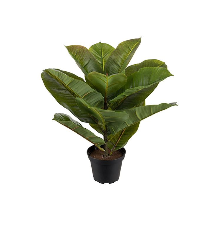 Fikus robusta H 40 cm