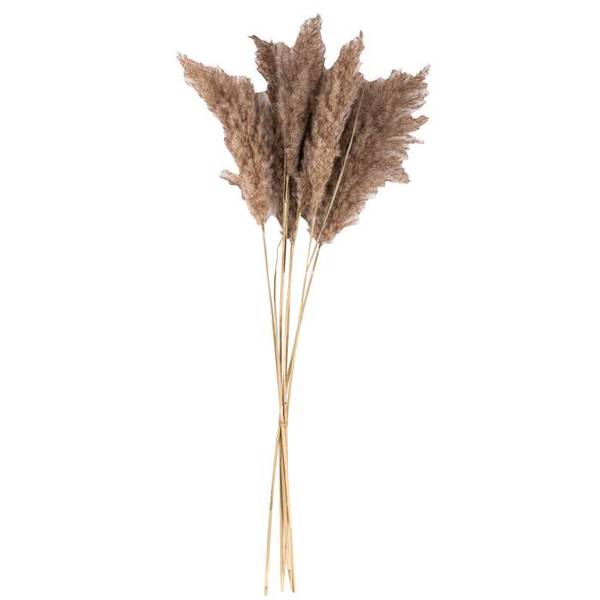 Pampas - Blomst Natur H65-75cm, 6stems Trket blomst