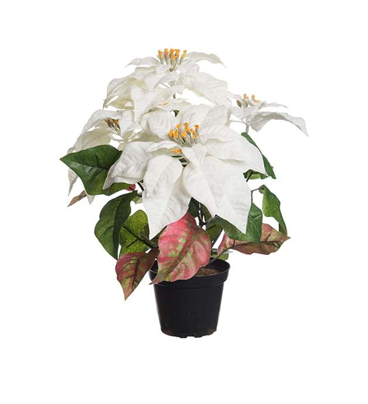 Julestjerne hvit i potte H 38 cm