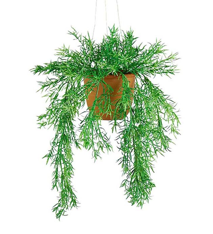 Asparagus i potte Lengde 40 cm