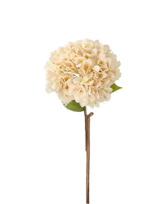 Hovedbilde Hortensia på stilk Aprikos ...