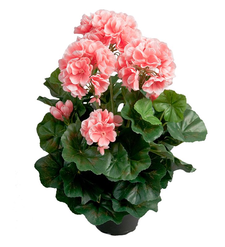 Geranium Rosa 35x10 cm