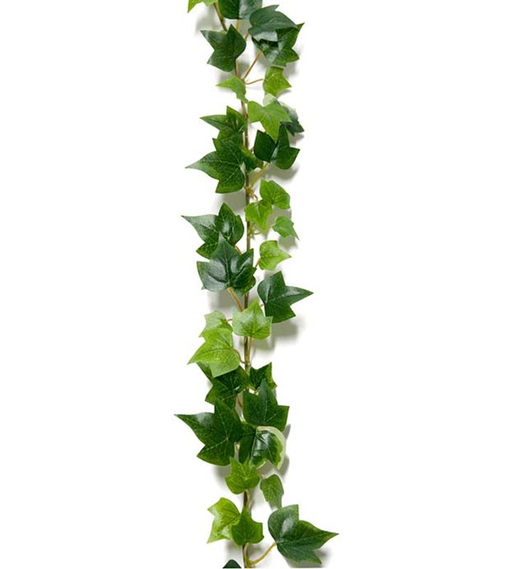 Murgrønna Lengde 180 cm