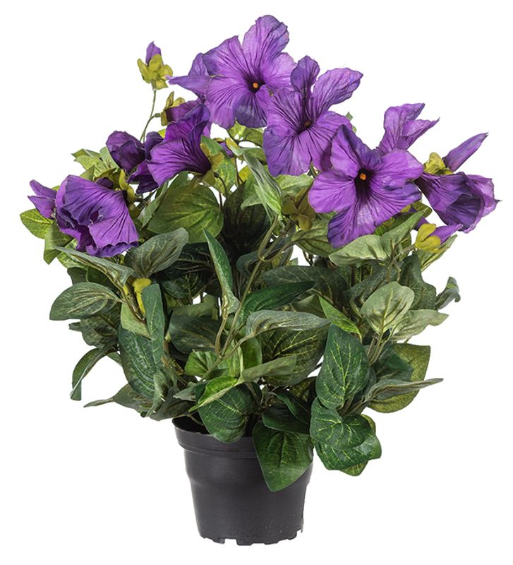 Pettunia 30 cm