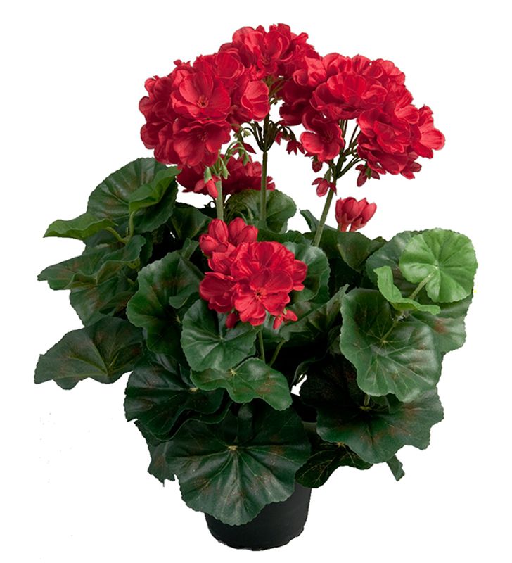 Geranium Rød 35x10 cm
