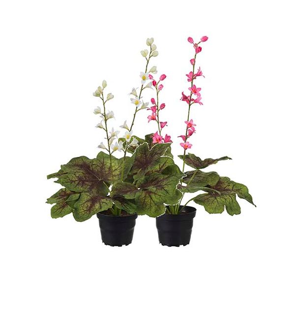 Hovedbilde Alunrot i potte Hvit blomst H ...