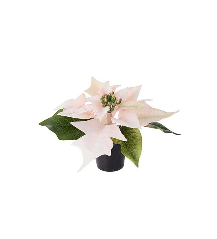 Julestjerne i potte pink H10 cm